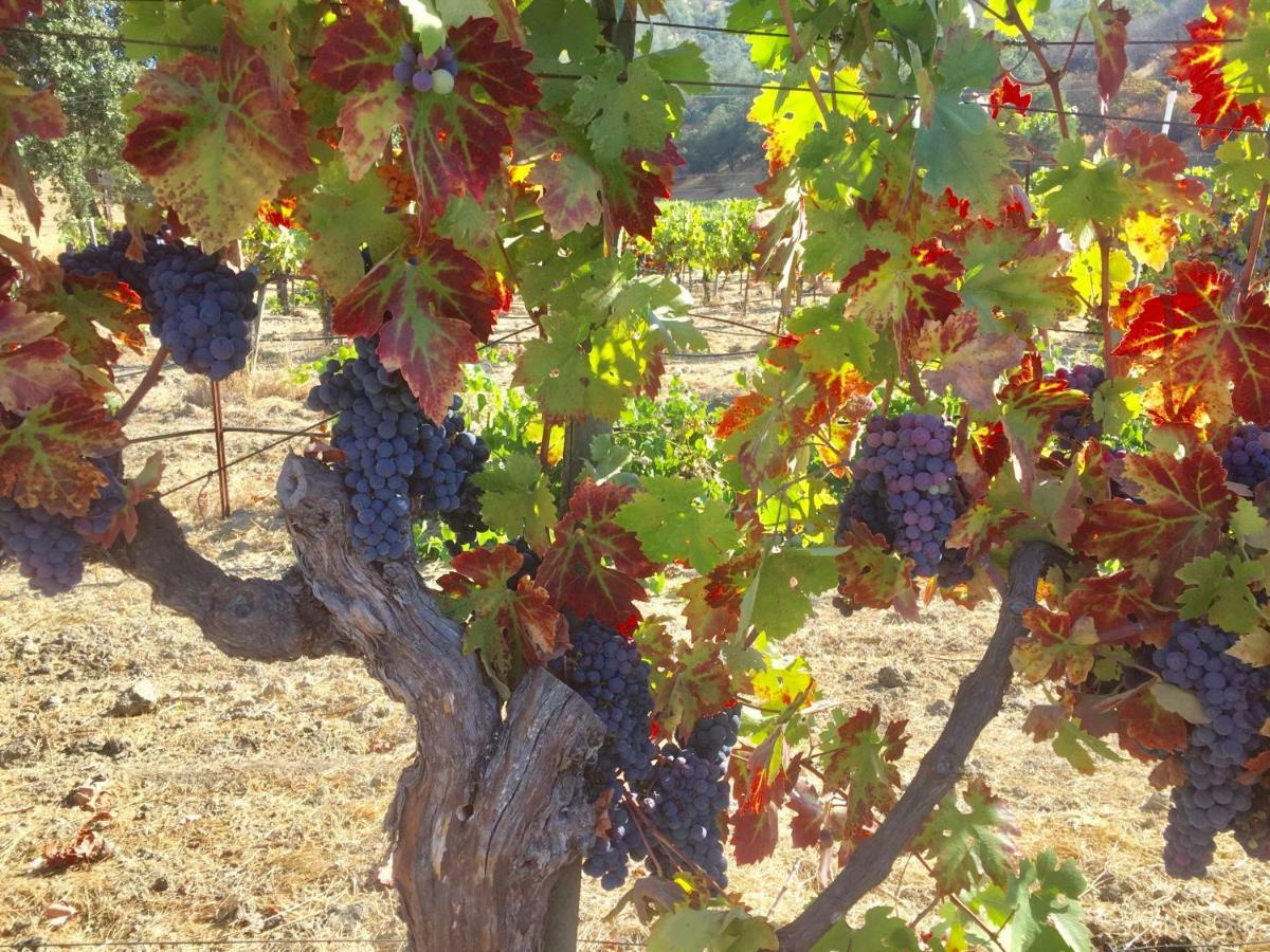 Rustridge Ranch & Winery Bed & Breakfast Света Елена Екстериор снимка